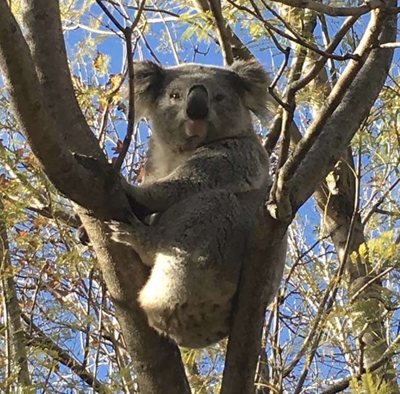 campbelltown koalas